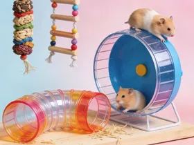 Hamster in exercise wheel at Bopets