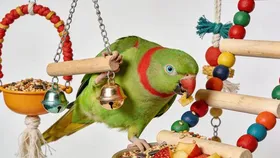 Parakeet with colourful toys at Bopets