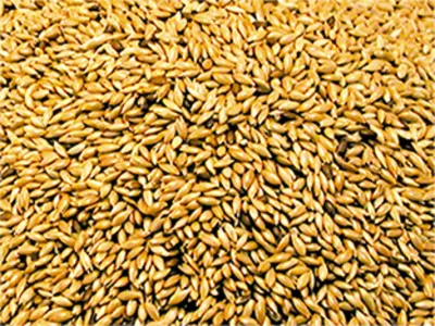 Canary Seed