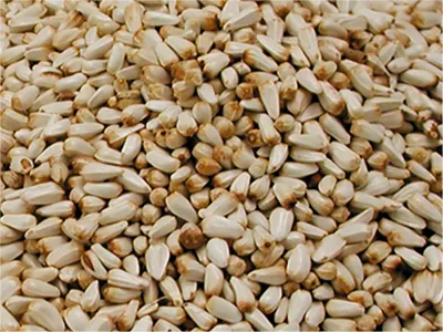 Cardy Bird Food
