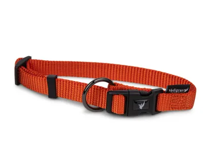 Nylon Dog Collar Classic – Turquoise – Oranje