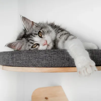 Cat Climbing Wall – RHR Quality Wallbed XXL Grey