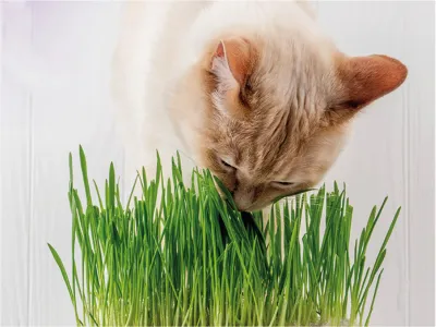 Cat Grass – 170g