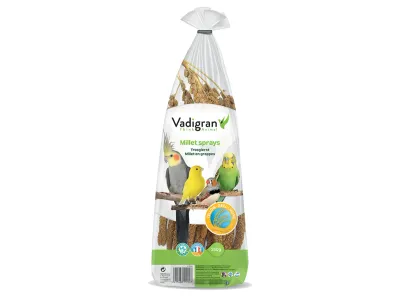 Millet Spray – French Yellow