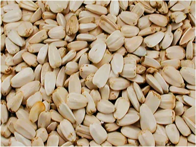 Sunflower Seeds – Large White