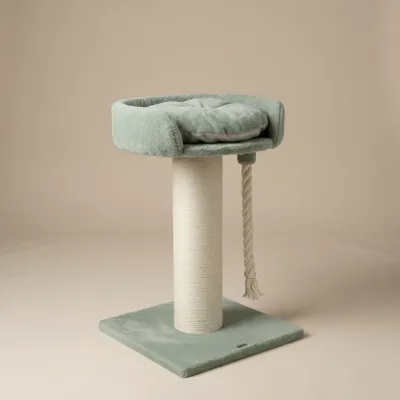 Cat Tree Chartreux – RHR Quality Pistachio Teddy