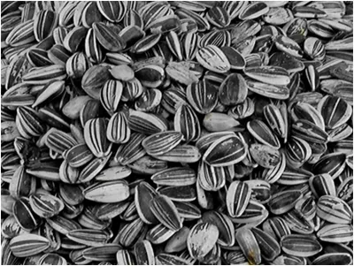 Sunflower Seeds Small Striped