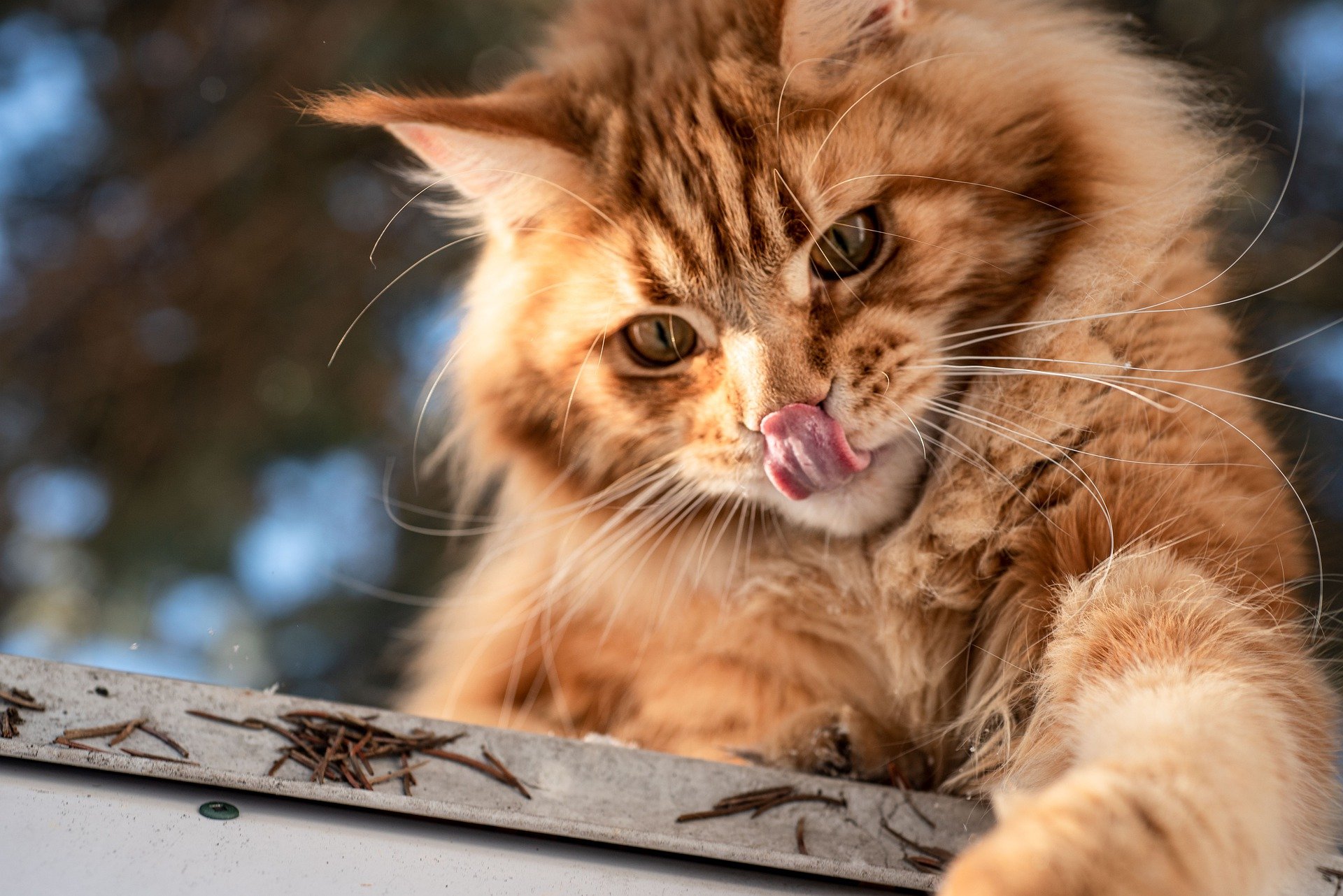 Pakket Vernietigen Senaat Katten - Overzicht Benodigdheden Voor Katten | Bopets